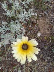 Arctotis stoechadifolia
