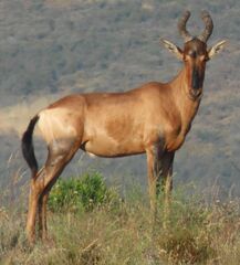 Alcelaphus buselaphus caama