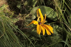 Rudbeckia hirta