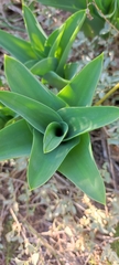 Drimia pancration