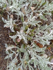 Arctotis stoechadifolia