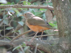 Turdus rufiventris