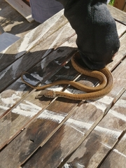 Natrix astreptophora