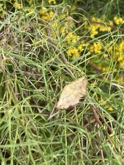 Hemeroplanis scopulepes