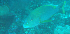 Lutjanus rivulatus