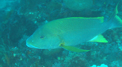 Lutjanus rivulatus