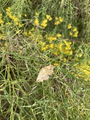 Hemeroplanis scopulepes