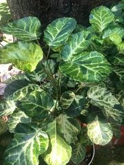 Polyscias balfouriana