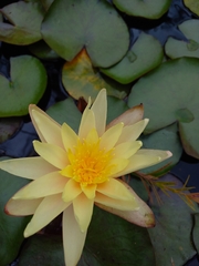 Nymphaea