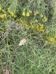 Hemeroplanis scopulepes