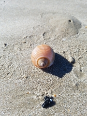 Tonnoidea