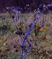 Eryngium planum