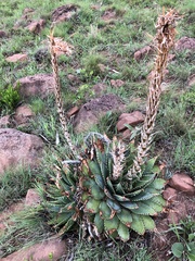 Aloe pratensis