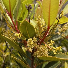 Laurophyllus capensis