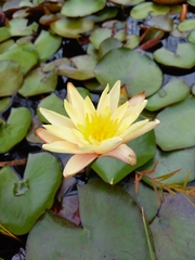 Nymphaea