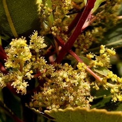 Laurophyllus capensis