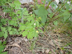 Anemonoides ranunculoides