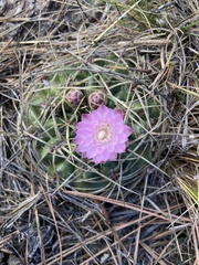 Gymnocalycium monvillei