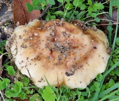 Russula ilicis