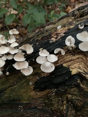Fungi
