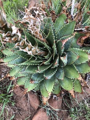 Aloe pratensis