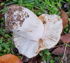 Russula ilicis