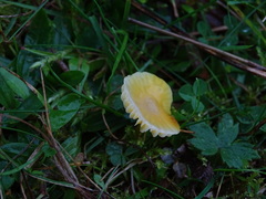Hygrocybe ceracea