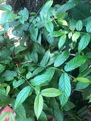 Maclura tinctoria