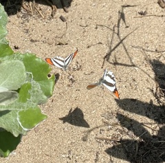 Colotis euippe omphale