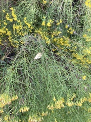 Hemeroplanis scopulepes