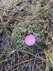 Gymnocalycium monvillei