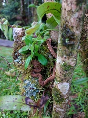 Bothriechis schlegelii