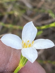 Lachnaea