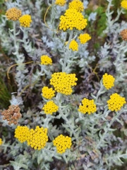 Helichrysum dasyanthum