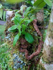 Bothriechis schlegelii