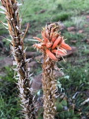 Aloe pratensis