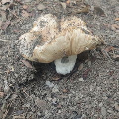 Russula cerolens