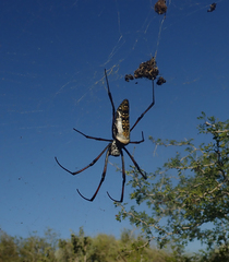 Trichonephila inaurata madagascariensis