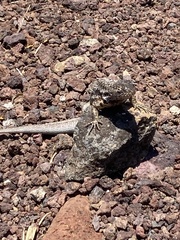 Microlophus indefatigabilis