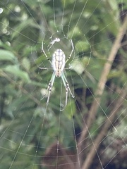 Leucauge