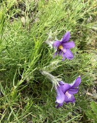 Pulsatilla