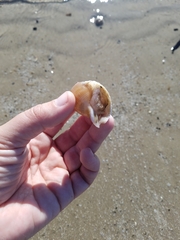 Tonnoidea