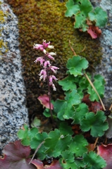 Heuchera parishii