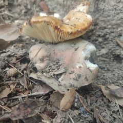 Russula cerolens