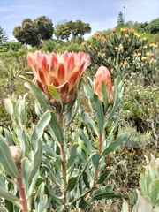 Protea susannae
