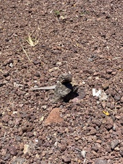 Microlophus indefatigabilis