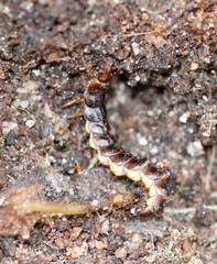 Phosphaenus hemipterus