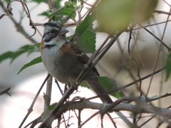 Zonotrichia capensis
