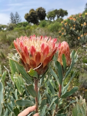 Protea susannae