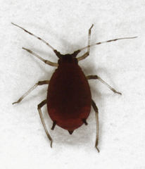 Toxoptera